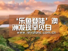 ‘乐鱼登陆’澳洲发现罕见白蛇 通体雪白网友赞“漂亮”(图)(图1) 乐鱼